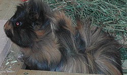 Mausi